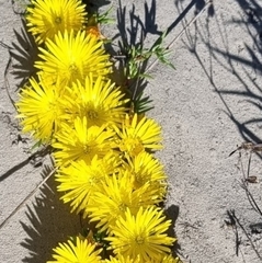 Lampranthus explanatus