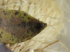 Strophius albofasciatus