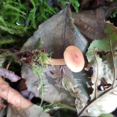 Lactarius cyathuliformis