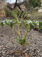 Datura