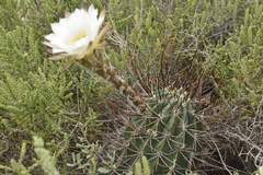 Trichocereeae
