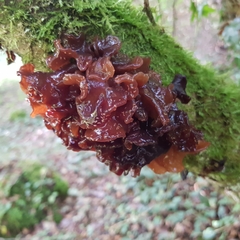 Phaeotremella foliacea