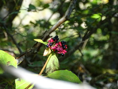 Paeonia mascula
