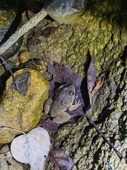 Limnonectes fujianensis