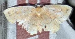 Apodrepanulatrix liberaria