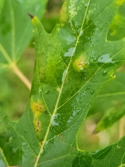 Eriophyes aceris