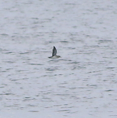 Ptychoramphus aleuticus