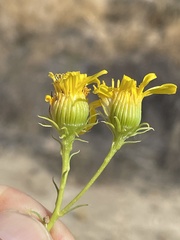 Senecio flaccidus monoensis