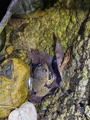 Limnonectes fujianensis