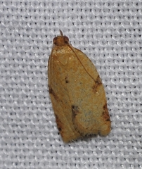 Clepsis siciliana