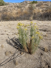 Senecio flaccidus monoensis