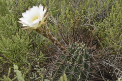 Trichocereeae