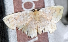 Apodrepanulatrix liberaria