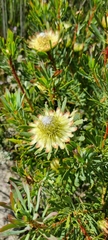 Protea scolymocephala