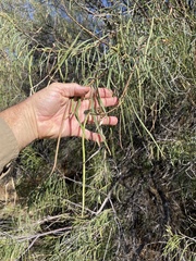 Chilopsis linearis arcuata