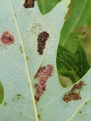 Eriophyes aceris