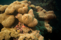 Palythoa caribaeorum