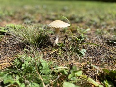 Amanita multisquamosa