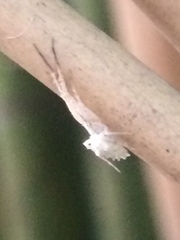 Uloborus