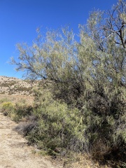 Chilopsis linearis arcuata