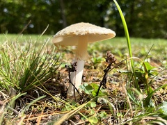 Amanita multisquamosa