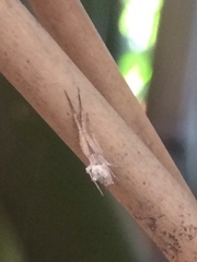 Uloborus