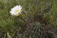 Trichocereeae