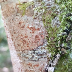 Arthonia cinnabarina