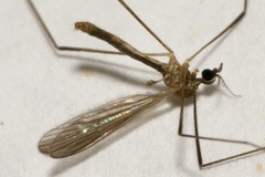 Erioptera