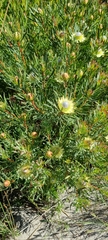 Protea scolymocephala