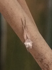 Uloborus