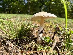 Amanita multisquamosa