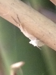 Uloborus