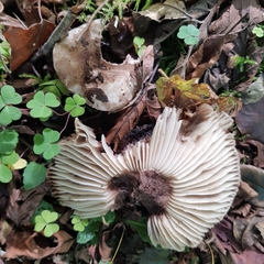 Russula nigricans