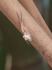 Uloborus