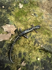 Plethodon glutinosus