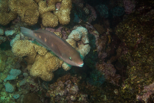 Zelinda's parrotfish (Scarus zelindae) — Scaridae — 2