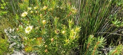 Protea scolymocephala