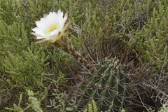 Trichocereeae