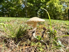 Amanita multisquamosa
