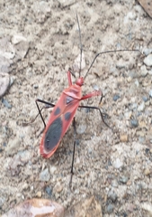 Macrocheraia grandis