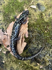 Plethodon glutinosus