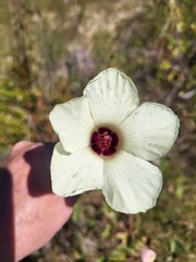 Hibiscus aculeatus