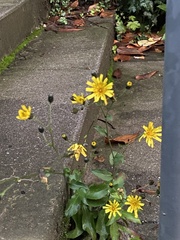 Hieracium lachenalii