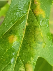 Eriophyes aceris