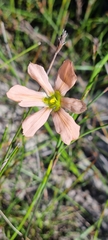 Moraea flaccida