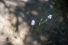 Boerhavia xantii