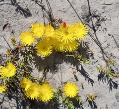 Lampranthus explanatus