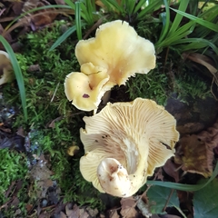 Cantharellus ferruginascens