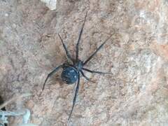 Latrodectus tredecimguttatus